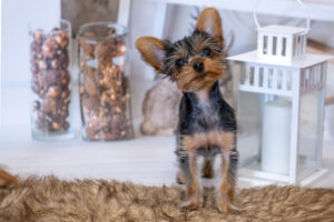 Sesja zdjęciowa psa w Pile, Zdjęcia fotografia zwierząt domowych