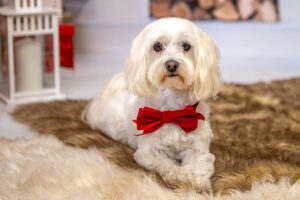 Sesja zdjęciowa psa w Pile, Zdjęcia fotografia zwierząt domowych