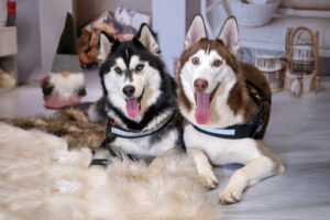 Sesja zdjęciowa psa w Pile, Zdjęcia fotografia zwierząt domowych