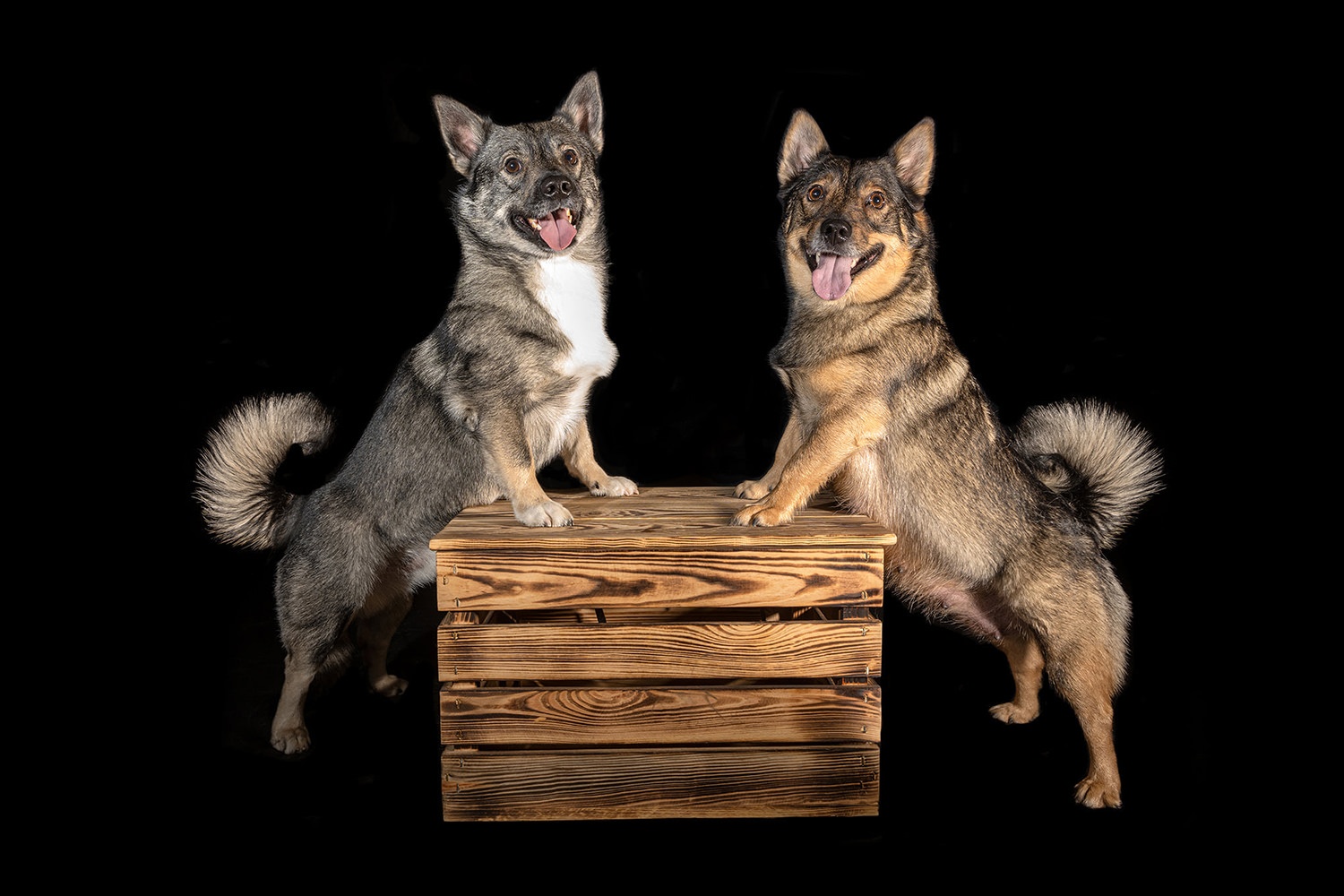 Zdjęcia zwierząt na szkle. Zdjęcia psa i kota, królika, chomika, konia. Zdjęcia ze zwierzętami Piła. Sesja ze zwierzętami Piła.