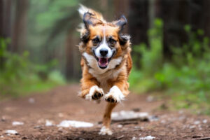 Zdjęcia fotografia zwierząt domowych, pupili