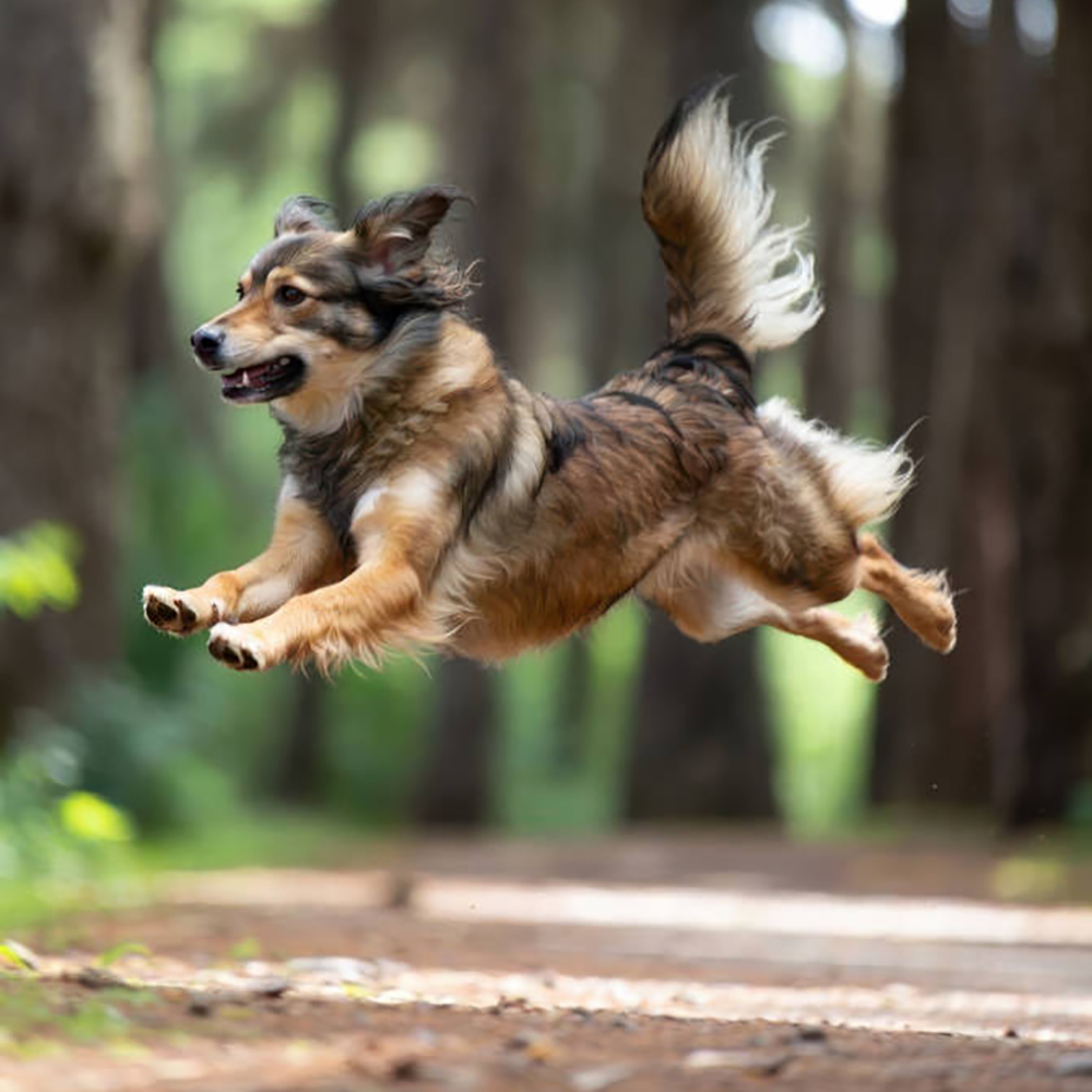 Zdjęcia fotografia zwierząt domowych i innych