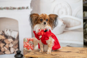 Zdjęcia fotografia zwierząt domowych i innych Sesja z psem